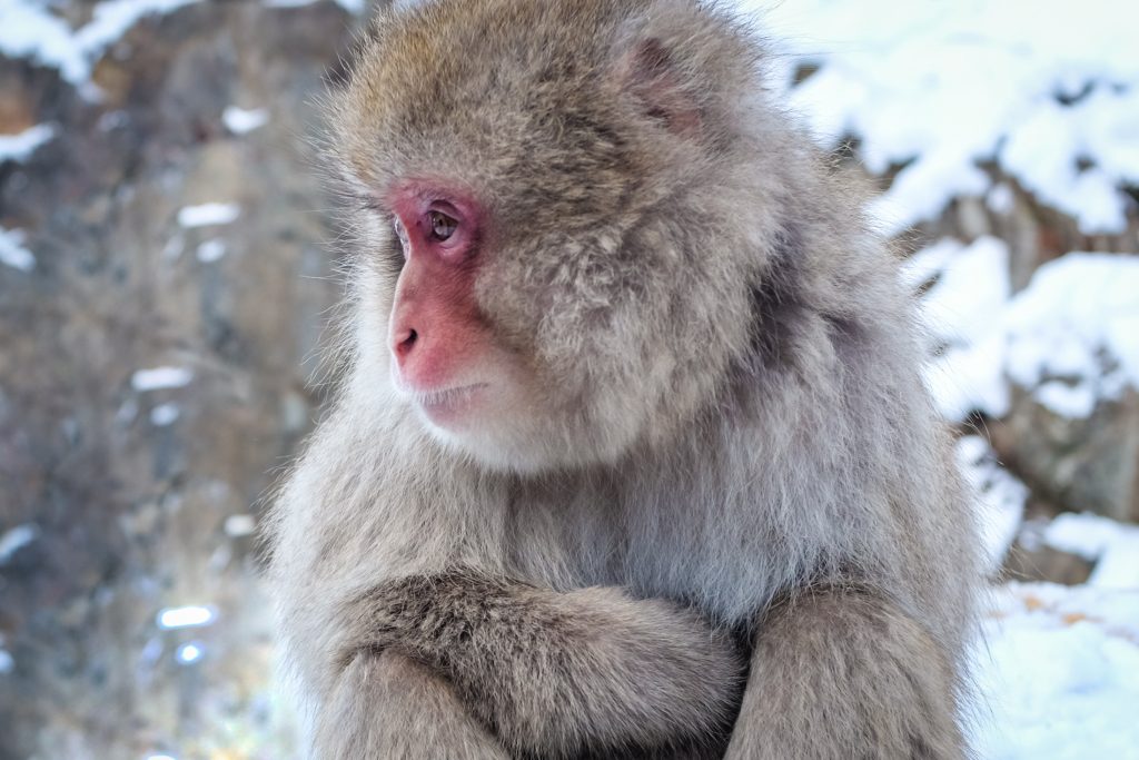 nagano snow monkey japan ajourneylife