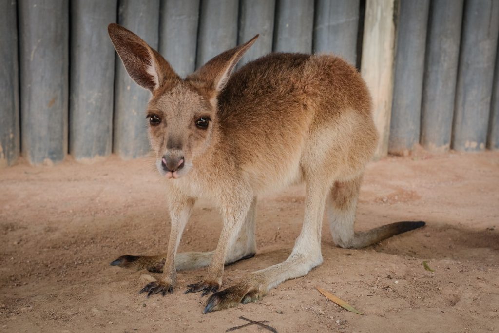 kangaroo australia ajourneylife