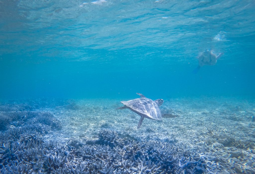 turtle great barrier reef ajourneylife