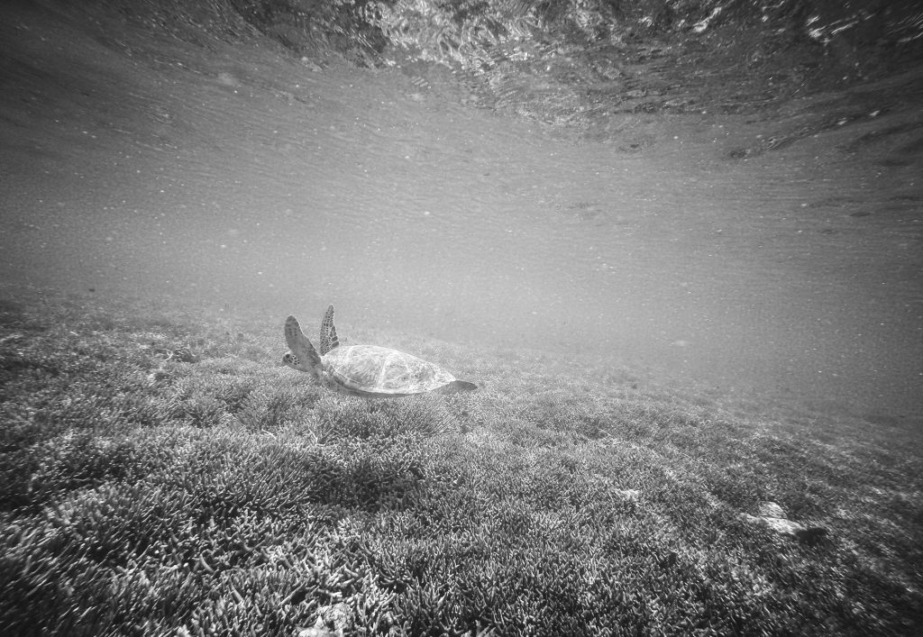 turtle great barrier reef ajourneylife