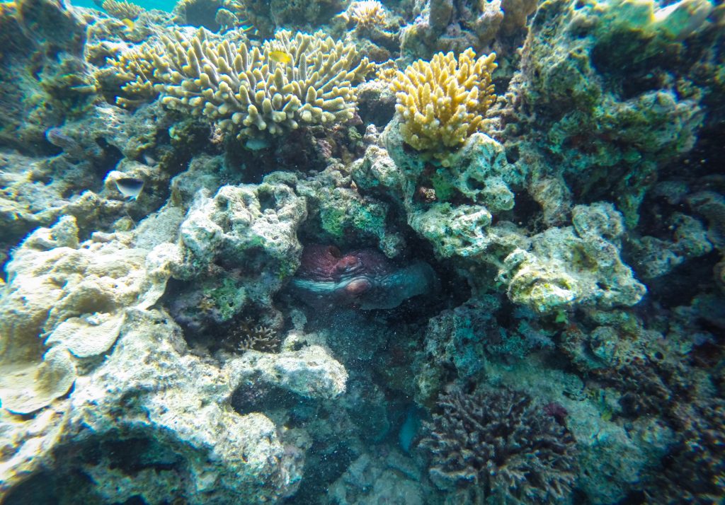octopus great barrier reef ajourneylife